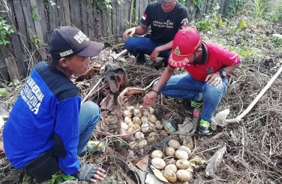 33 Butir Telur Ular Piton Raksasa Ditemukan, Induknya... - Ge...
